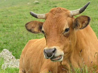 agriculture biologique,l'avenir