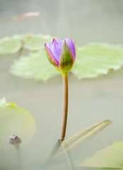 Water lily in the pond