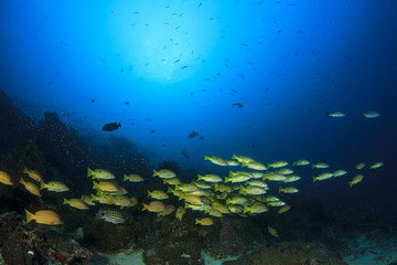 Underwater fish and coral reef