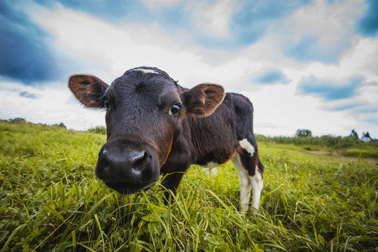 calf grazing on the meadow