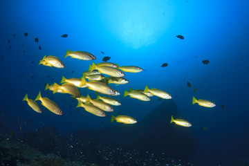Fototapeta na wymiar Underwater fish and coral reef