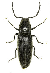 ClickBeetle Hemicrepidius on white Background  -  Hemicrepidius niger (Linnaeus, 1758)