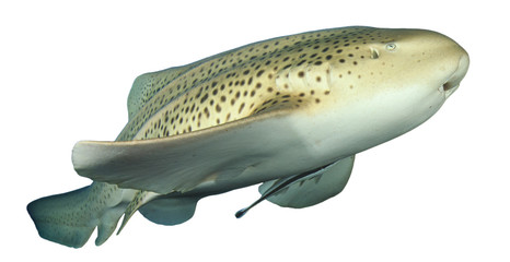 Obraz premium Shark isolated: Leopard Shark on white background