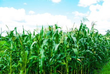 Rows of green corn field