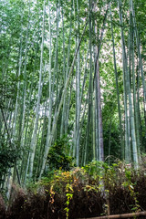 Sagano bamboo forest is famous and landmark tourist have to see  at arashiyama,kyoto,japan
