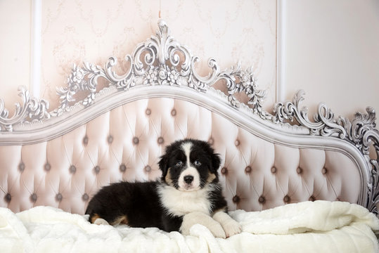 Hübscher Australian Shepherd Welpe liegt auf einem Bett oder Sofa