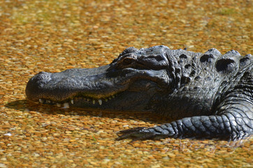 Naklejka premium Profile of a Gator Resting in the Shallows