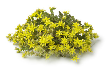 Yellow flowering Sedum acre
