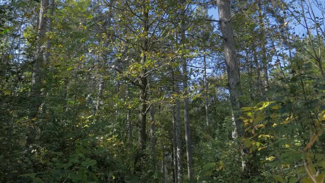 Autumn on Kraljevica hill near Serbian city of Zajecar beautiful nature colorful outddoor 4K 3840X2160 UHD footage - Outdoor colorful natural establishing 4K 2160P UHD video 
