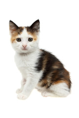 Beautiful little tricolor kitten