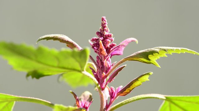 Die Gartenmelde, eine der &auml;ltesten Kulturpflanzen
