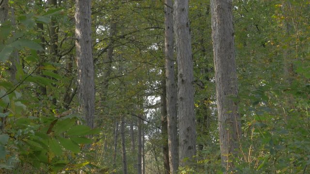 Kraljevica park forest near Serbian city of Zajecar beautiful nature colorful outdoor 4K 3840X2160 UHD footage - Outdoor colorful natural establishing 4K 2160P UHD video 