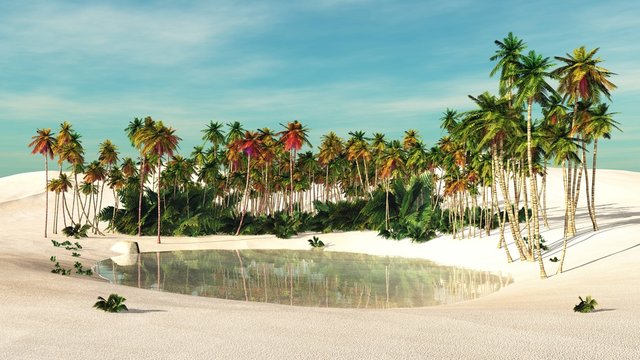 oasis. Palm trees near the water.