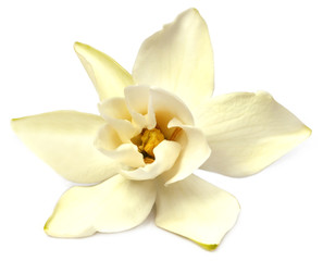 Gardenia or Gondhoraj flower