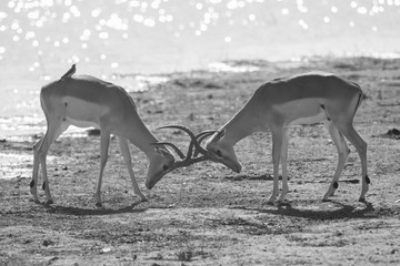 Fighting Impala males (Aepyceros melampus), Kruger Park, South Africa