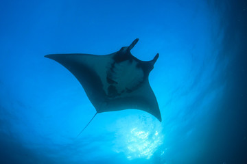 Manta Ray, scuba divers behind