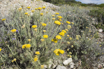 Dwarf everlast or immortelle (Helichrysum arenarium)