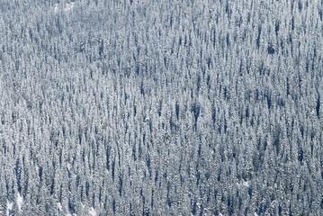 Background of the mountain forest. Covered by fresh snow.