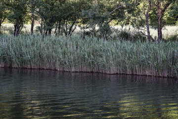 Tall reeds growing on the banks of a quiet river