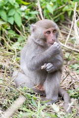Naklejka na ściany i meble Formosan macaques eat peanut(taiwanese monkey)