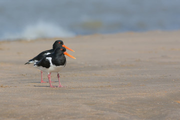 Oystercatcher seeing double