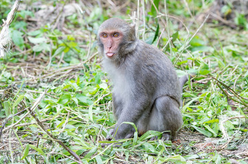 Naklejka na ściany i meble Formosan macaques tongue(taiwanese monkey) 