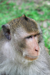 portrait of a monkey