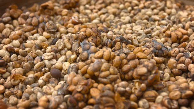 Huge pile of unwashed coffee beans, collected from the stool of civet cats for the production of Kopi Luwak, a highly specialized and expensive product. Video 4k