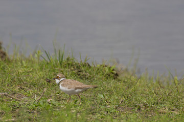 Flussregenpfeifer (Charadrius dubius) 