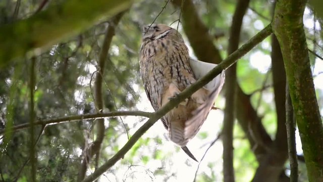Eule Waldohreule (Asio otus) streckt sich auf einem Ast 