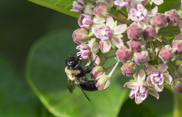 Bumble Bee on Milkweed Flowers