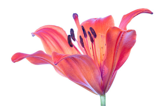 red lily bloom isolated on white - Powered by Adobe