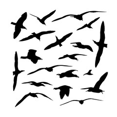 Collection of sea gull birds silhouettes