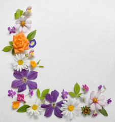 Frame of Various Flowers Isolated