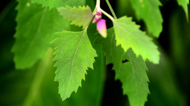Die Gartenmelde, eine der &auml;ltesten Kulturpflanzen
