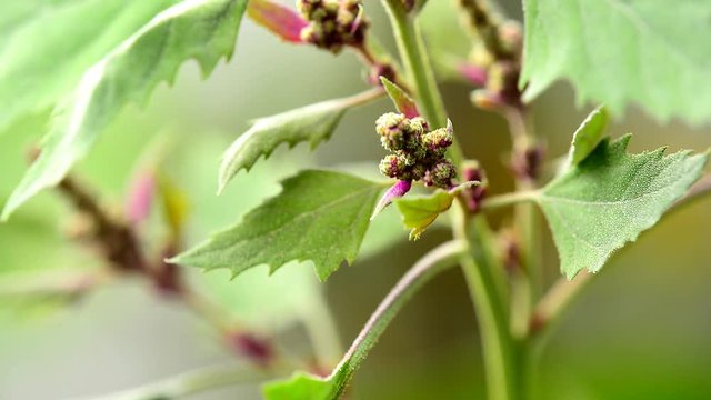 Die Gartenmelde, eine der &auml;ltesten Kulturpflanzen
