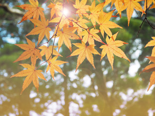 Fototapeta na wymiar Color change of Autumn maple leave in Japan with sun light- Abstract natural background
