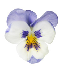 lilac and white isolated pansy bloom