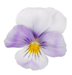 light lilac pansy bloom on white