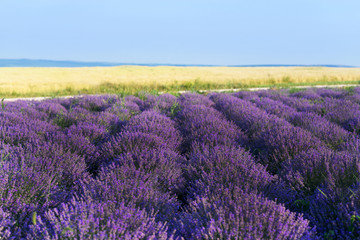 Fototapeta na wymiar Photo of purple flowers in a lavender field in bloom, moldova