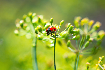 Fototapeta premium Ladybug on a plant