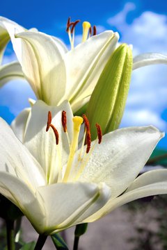 Flowers and buds of lilies