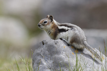 Golden-mantled Ground Squirrel - Jasper National Park, Canada