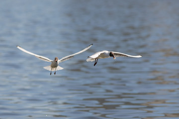 Two hungry seagulls