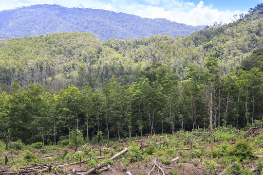 Deforestation. Rainforest is cleared for palm oil industry. Borneo, Malaysia