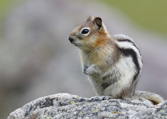 Naklejka na ściany i meble Golden-mantled Ground Squirrel - Jasper National Park, Canada