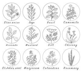 Set of spices, herbs and officinale plants icons. Healing plants