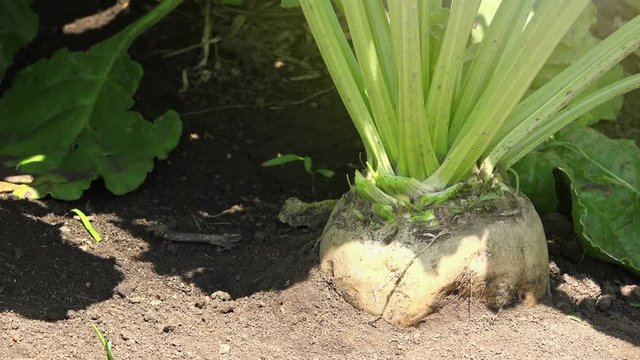 Sugar beet root in the ground, cultivated crop field grown commercially for sugar production.