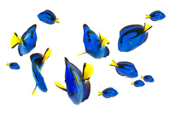 blue tang fish, marine life isolated on white background