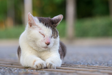 ７月ののらねこ